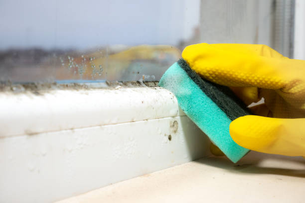 Why You Should Choose Our Mold Remediation Services in Johnson City, TX